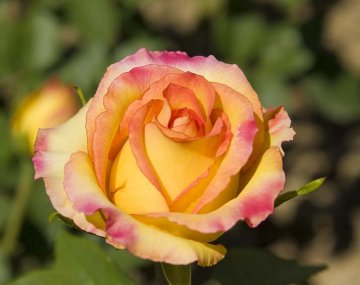 růže Gloria Dei - růže XX. století