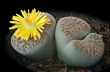 kvetoucí živé kameny - Lithops