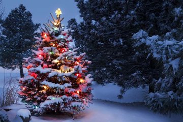 venkovní stromek s vánoční výzdobou