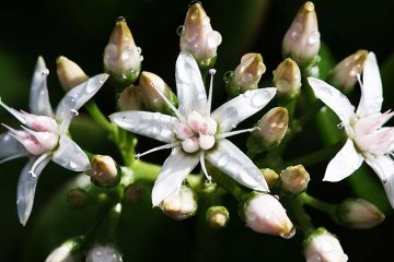 detail květu tlustice vejčité