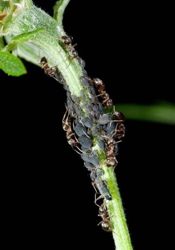 mravenci milují medovici a tak mšice chrání