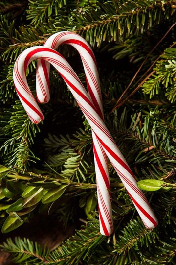 candy cane - tradiční vánoční sladkost původem z Německa