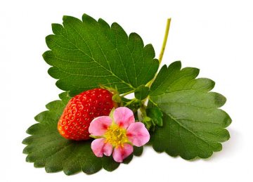 jahodník s růžovými květy a červenými plody