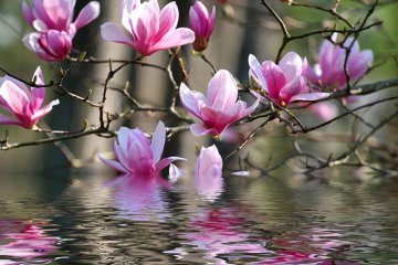 Květy magnólie se zrcadlí ve vodní hladině.
