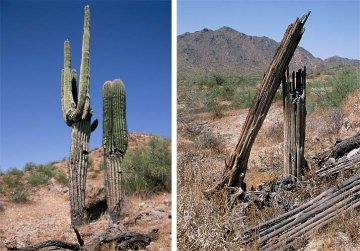 Saguara - obři mezi kaktusy ve své domovině