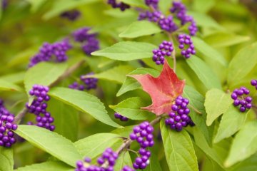 drobné fialové plody zdobí krásnoplodku
