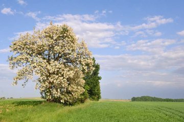 kvetoucí trnovník akát v krajině