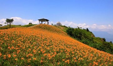 Kopce Taiwanského pohoří zdobí květy tisíců denivek.