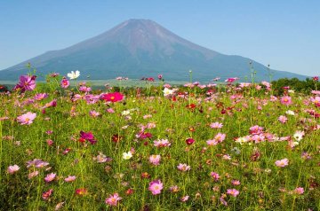 pole kvetoucích krásenek pod japonskou horou Fudži