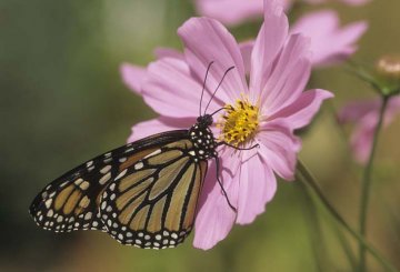 monarcha stěhovavý při občerstvení na květu krásenky