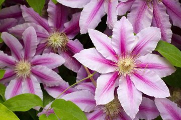 plamének - Clematis