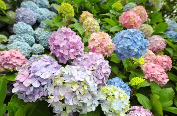 barevnost květů hortenzií ovlivňuje kyselost půdy