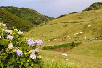 hortenzie se staly součástí krajiny na Azorských ostrovech