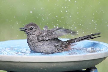 koupel v létě osvěží i ptáky