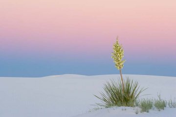 kvetoucí juka v národním parku White Sands