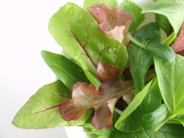 výhodné je pěstovat různé druhy salátu baby leaf najednou