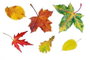 podzim nabízí pestré barvy listů
