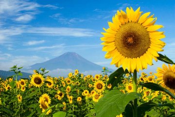 slunečnice pod horou Fuji, Japonsko