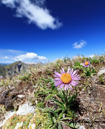 hvězdnice alpská (Aster alpinus) patří ke kriticky ohroženým druhům