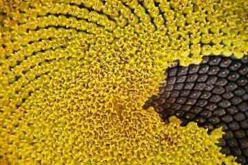 detail květu slunečnice se semeny