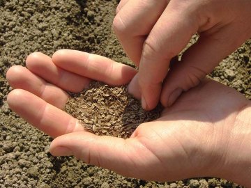 koupě semen: výsev semen kopru