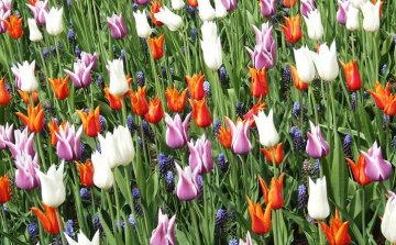 pestrý záhon s tulipány