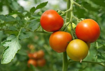 rajčata patří mezi plodiny s nejvyššími nároky na hnojení
