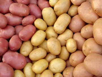 různé odrůdy brambor