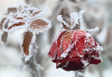 růže v zimě - jak zazimovat růže
