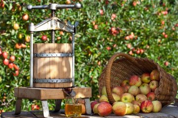 výroba jablečného moštu
