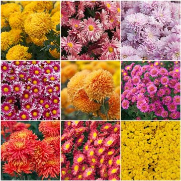 chryzantémy různé tvary a barvy květů