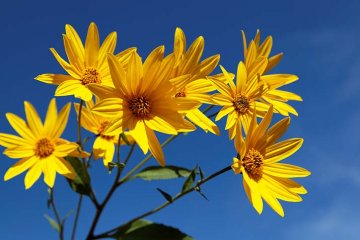 žluté květy prozrazují příbuznost se slunečnicemi