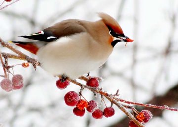 mezi vzácné ptačí hosty patří v zimě brkoslav severní