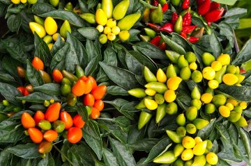 atraktivitu okrasným paprikám dodává množství barevných plodů