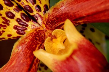 detail květu orchideje