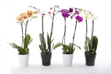 Phalaenopsis čili můrovec, orchidej vhodná pro začátečníky
