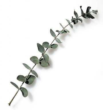 eukalyptus - větvička s mladými listy
