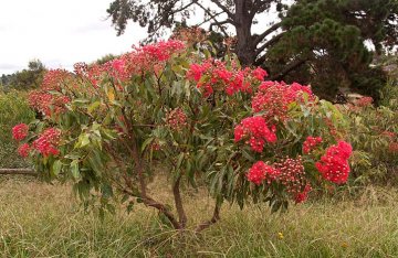 eukalyptus s červenými květy, keř