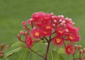detail květu jednoho z mnoha eukalyptů