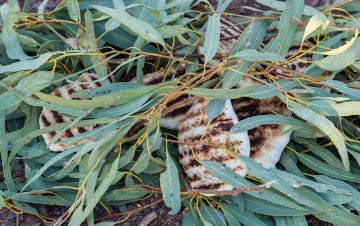 dospělé listy eukalyptu se využívají i při grilování