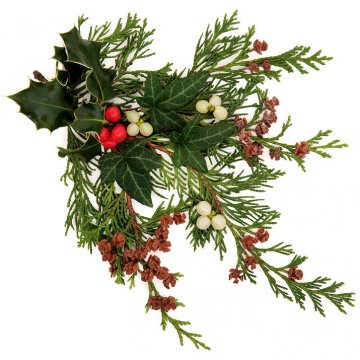 cesmína a břečťan jako součást vánočních dekorací