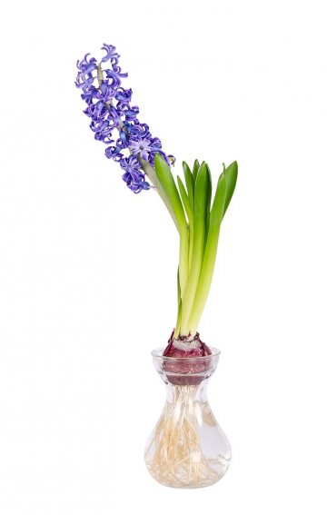 rychlení hyacintu ve speciální nádobě s vodou