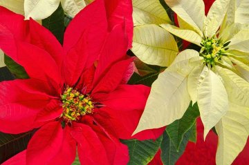 k nejoblíbenějším patří vánoční hvězdy s červeným byvarvením honích listů