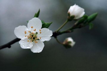 mišpule kvetou bíle