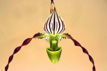 orchidej rodu Paphiopedilum