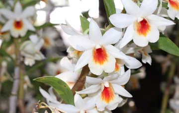 orchidej rodu Laelia
