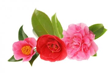 kamélie mají různě velké a různě plné květy