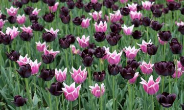 tulipány různých barev a tvarů květů