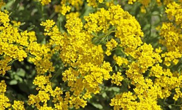 květy tařice skalní jsou sytě žluté