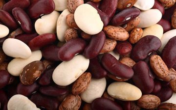 fazol obecný různě velká a barevná semena